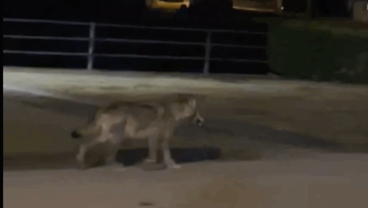 Lupo ripreso sulla Statale 36: video ripreso il 18 gennaio