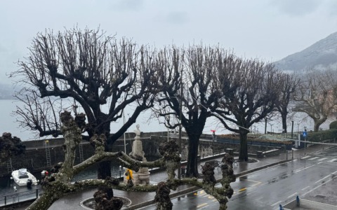 Bellano: abbattimento di 18 alberi per la sicurezza sul lungolago
