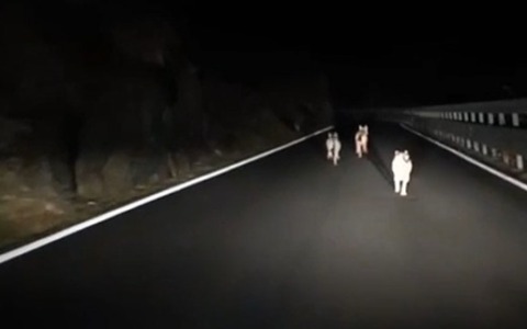 Il video di tre lupi “a spasso” sulla Statale 36