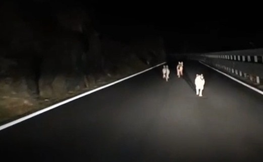 Il video di tre lupi “a spasso” sulla Statale 36