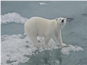 Viaggi e Fotografia nel Grande Nord: un reportage straordinario a sostegno di Emergency