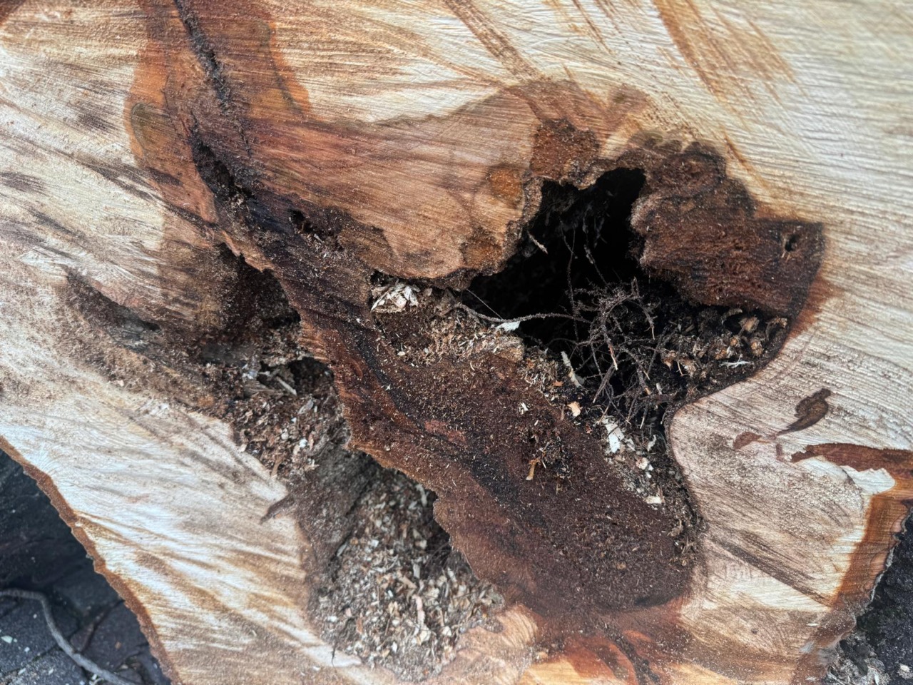 Bellano: il sindaco smorza le polemiche: «Quegli alberi andavano abbattuti»