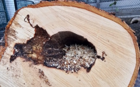 Piante tagliate a Bellano, Buizza: “Non basta un buco per condannare un albero”