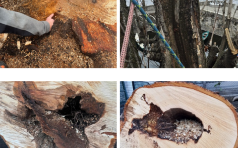 Alberi abbattuti a Bellano, Rusconi: “Fatti contro supposizioni”