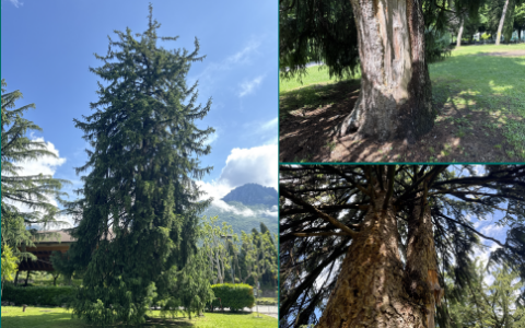 Cura e sicurezza del verde pubblico a Mandello del Lario: programmati interventi di sostituzione alberi