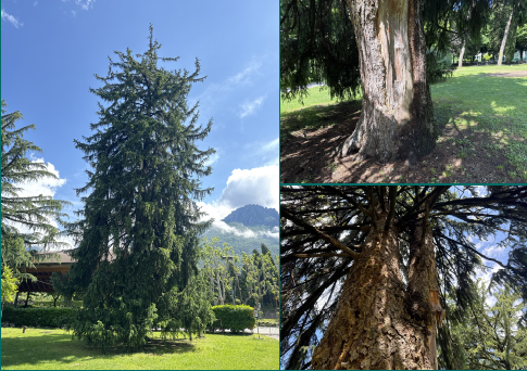 Cura e sicurezza del verde pubblico a Mandello del Lario: programmati interventi di sostituzione alberi