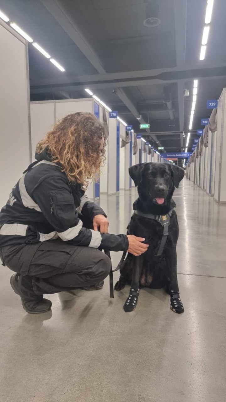 Controlli antidroga a Lecco: entra in azione l’unità cinofila con Palma