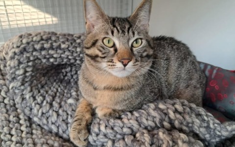 Adamo, il primo ospite del gattile di Lecco, aspetta ancora una famiglia