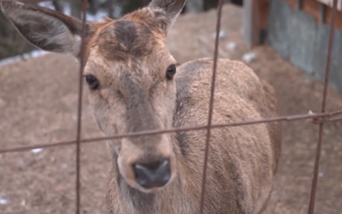 Il viaggio verso una nuova vita: tre cervi lasciano chi li ha salvati per trovare casa tra le montagne