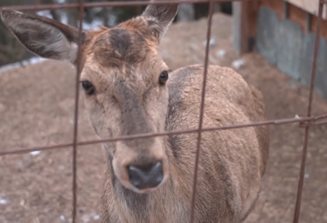 Il viaggio verso una nuova vita: tre cervi lasciano chi li ha salvati per trovare casa tra le montagne