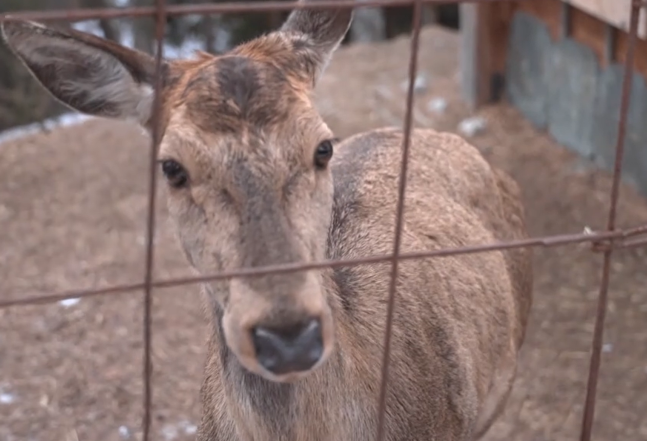 Il viaggio verso una nuova vita: tre cervi lasciano chi li ha salvati per trovare casa tra le montagne