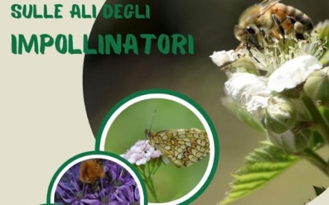 Sulle ali degli impollinatori: un viaggio nella biodiversità a Oliveto Lario