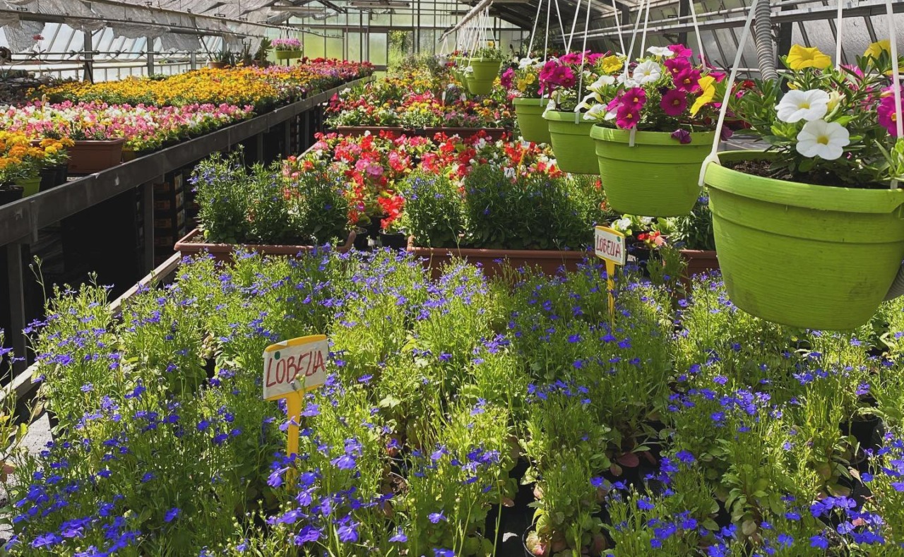 Torna “Montessori in fiore”, l’appuntamento primaverile promosso dal Centro di Formazione Professionale Consolida