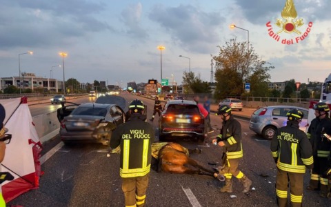Statale 36, cavalli sulla carreggiata provocano incidente: feriti e un animale morto