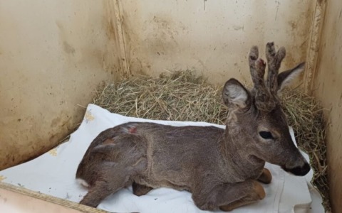 Cucciolo di capriolo bloccato in una cancellata: salvato a Olginate