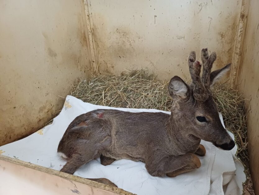 Cucciolo di capriolo bloccato in una cancellata: salvato a Olginate