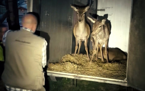 Freccia 45: una nuova casa per le tre cerve di Pian delle Betulle. Lanciato un appello alla solidarietà