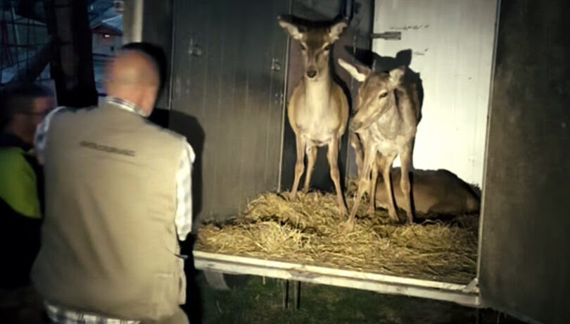 Freccia 45: una nuova casa per le tre cerve di Pian delle Betulle. Lanciato un appello alla solidarietà