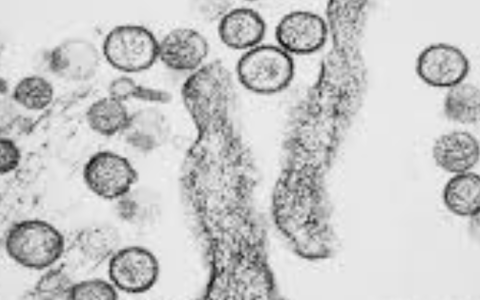 Hantavirus, negativi i test sul turista britannico ricoverato in Lombardia