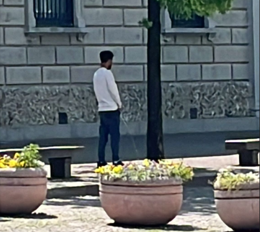 Lecco, gesto indecoroso centro: uomo urina su un albero in piazza Garibaldi