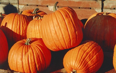 Pasturo si prepara alla “Gara della Zucca”: sfida green tra peso, bellezza e creatività