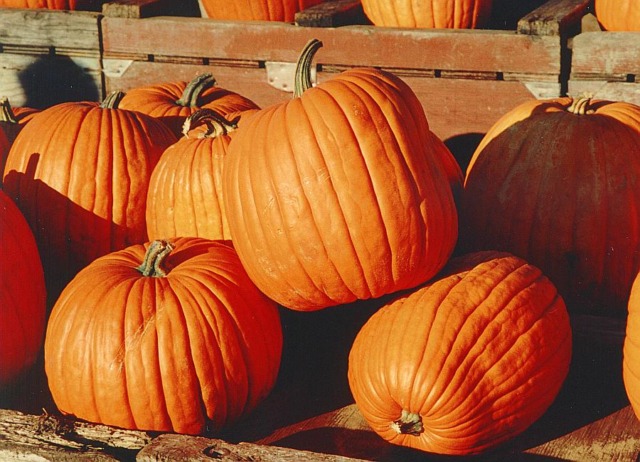 Pasturo si prepara alla “Gara della Zucca”: sfida green tra peso, bellezza e creatività