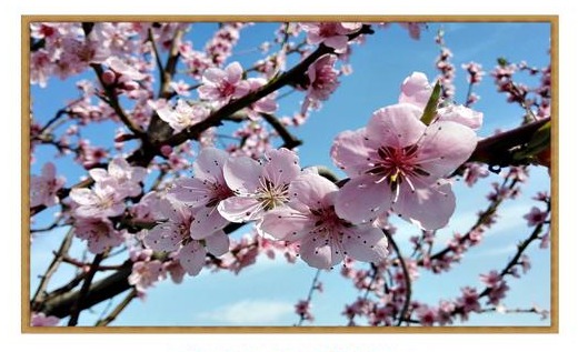 Gruppo Artisti Olatesi: al via la 6^ edizione di “Atmosfere di primavera”
