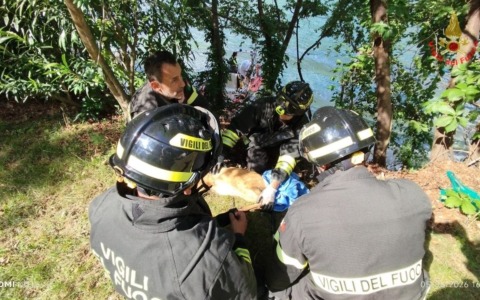 Moregallo, capriolo salvato dai Vigili del Fuoco: era caduto in una buca sotto la strada