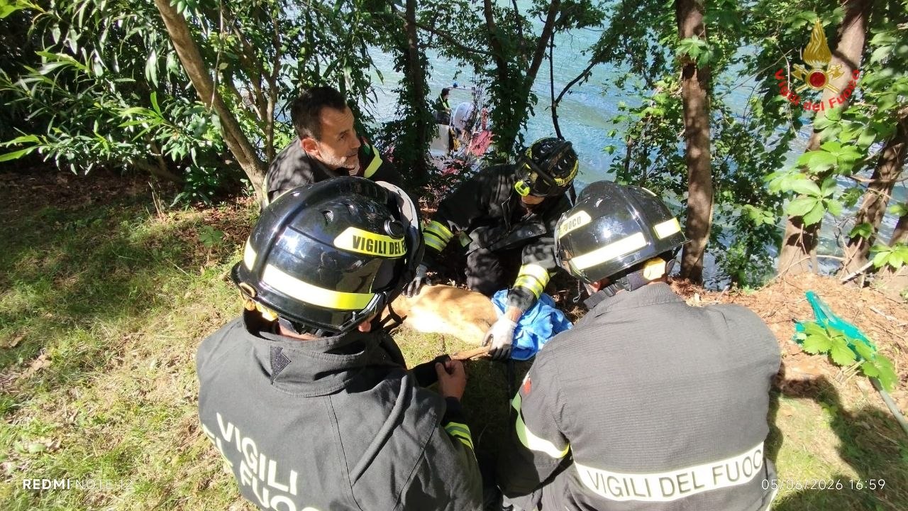 Moregallo, capriolo salvato dai Vigili del Fuoco: era caduto in una buca sotto la strada