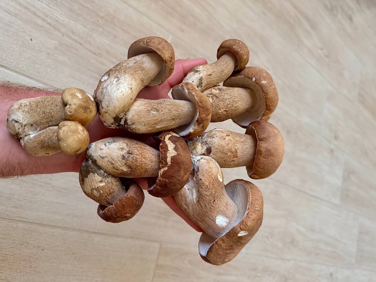 Caldo record e temporali, spunta il lato positivo: nei boschi del Lecchese abbondano i funghi