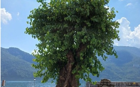 Alberi monumentali, due nuovi ingressi in provincia di Lecco ad Abbadia e Introbio