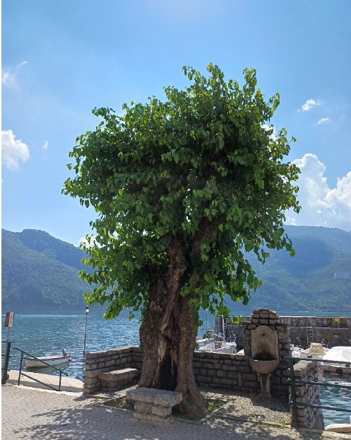 Alberi monumentali, due nuovi ingressi in provincia di Lecco ad Abbadia e Introbio