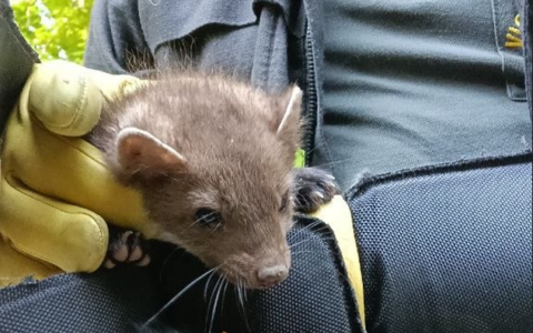 Barzio, animale intrappolato nel tombino: salvato dai Vigili del Fuoco