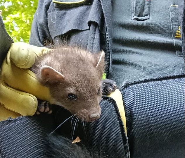 Barzio, animale intrappolato nel tombino: salvato dai Vigili del Fuoco