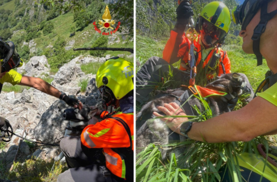 Ritrovati e salvati due husky dispersi ai sul Resegone VIDEO