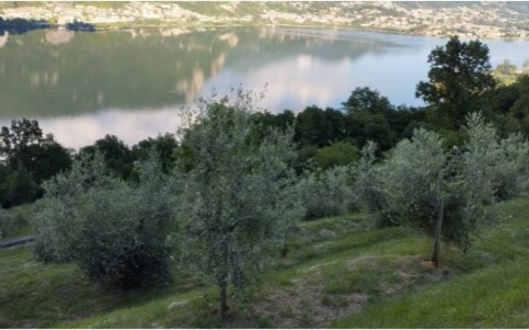 Olio extravergine di oliva DOP “Laghi Lombardi”: la Comunità Montana intende avviare l’iter per modificare l’areale di produzione