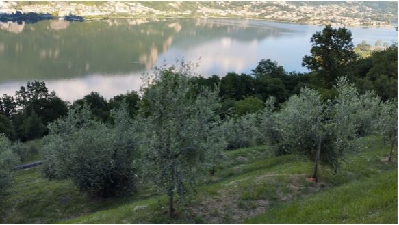 Olio extravergine di oliva DOP “Laghi Lombardi”: la Comunità Montana intende avviare l’iter per modificare l’areale di produzione