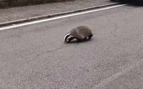 Calolziocorte, tasso in via Tasso: l’insolito incontro al Pascolo ripreso in un video
