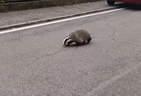 Calolziocorte, tasso in via Tasso: l’insolito incontro al Pascolo ripreso in un video