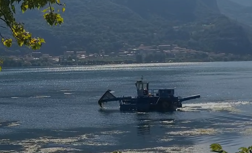 Lago di Garlate invaso dalle alghe: il battello spazzino è al lavoro