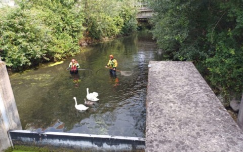 Civate, liberati i cigni intrappolati nel Rio Torto