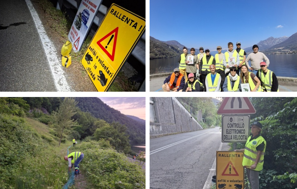 Anfibi, in salvo oltre 32mila rospi: conclusa la campagna della Provincia di Lecco