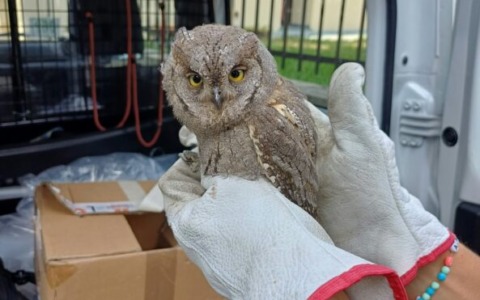Lecco, soccorso un assiolo ferito