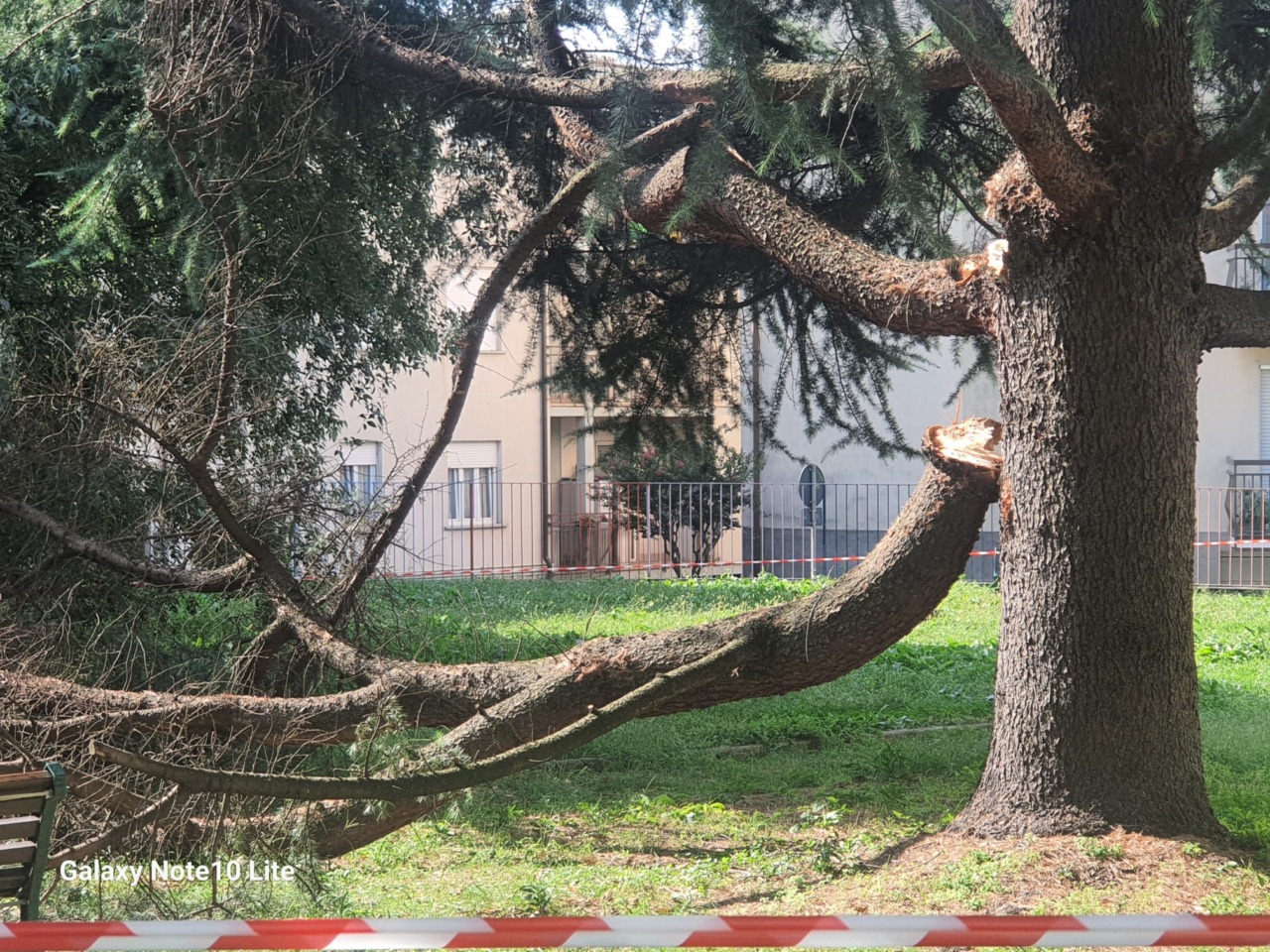 Paura: ramo di cedro crolla al parco Ruegg di Calolziocorte