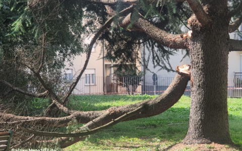 Paura: ramo di cedro crolla al parco Ruegg di Calolziocorte