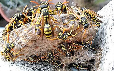 Vespe, calabroni e zanzare: meglio tenerli alla larga. Occhio anche al guano dei piccioni che porta malattie