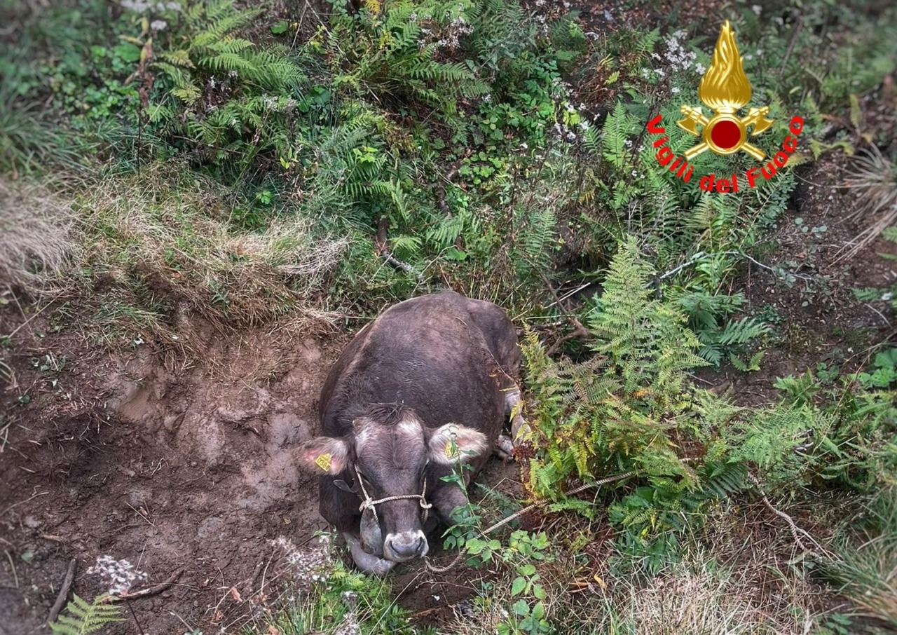 Cade in una voragine incinta all’ottavo mese: mucca salvata dai Vigili del fuoco VIDEO