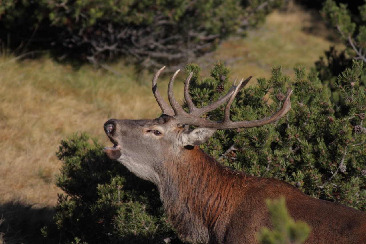 Cervi e fauna selvatica, allarme sulla SP 62: arrivano i pannelli intelligenti