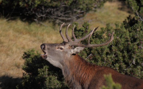 Cervi e fauna selvatica, allarme sulla SP 62: arrivano i pannelli intelligenti