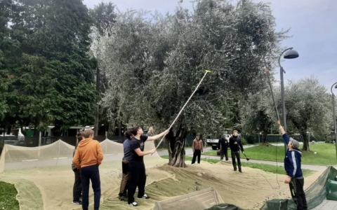 Gli studenti del Marco Polo di Colico e delle medie di Dervio raccolgono le olive sul lungolago e riscoprono la tradizione